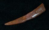 Pterosaur Tooth - Kem Kem Beds #14848-2